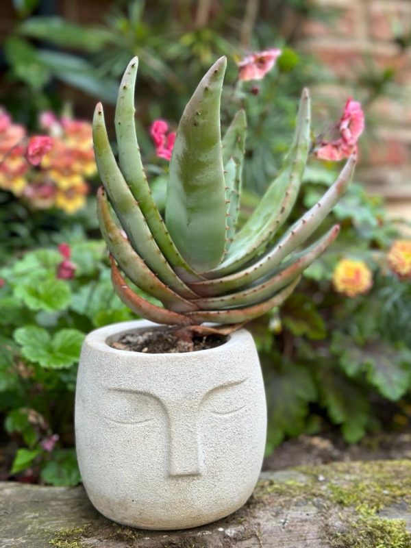 Nordic Style Face Pot - Image 10